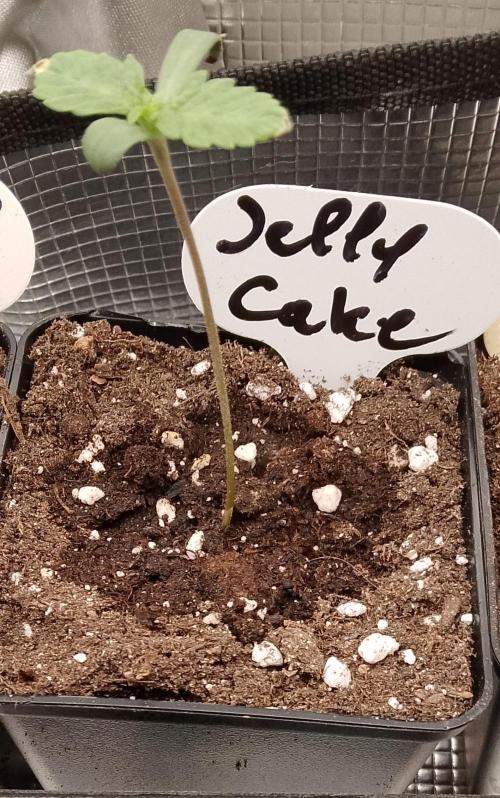 Jelly Cake Barney's Farm. Week 1