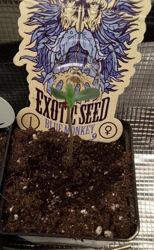 Blue Monkey Exotic seed. Week 1
