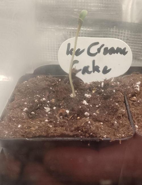 Ice Cream Cake Zamnesia. Week 1