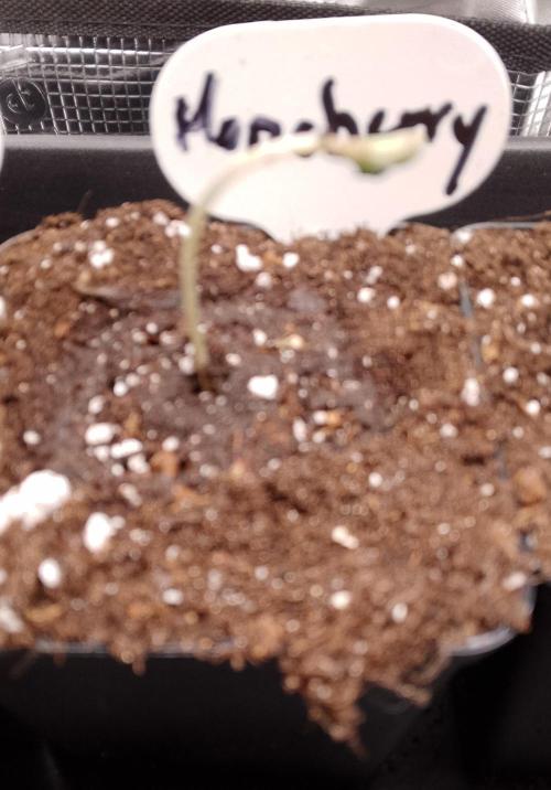 Moncherry Amsterdam genetics. Week 1