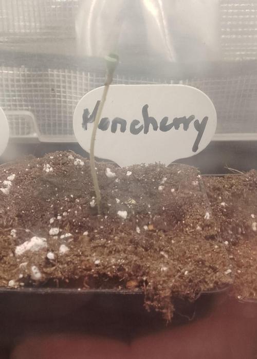 Moncherry Amsterdam genetics. Week 1