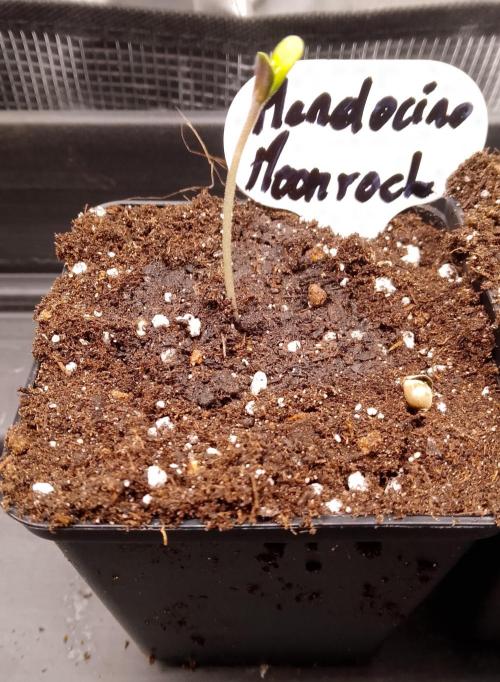 Mendocino moonrock bluedog Genetics. Week 1