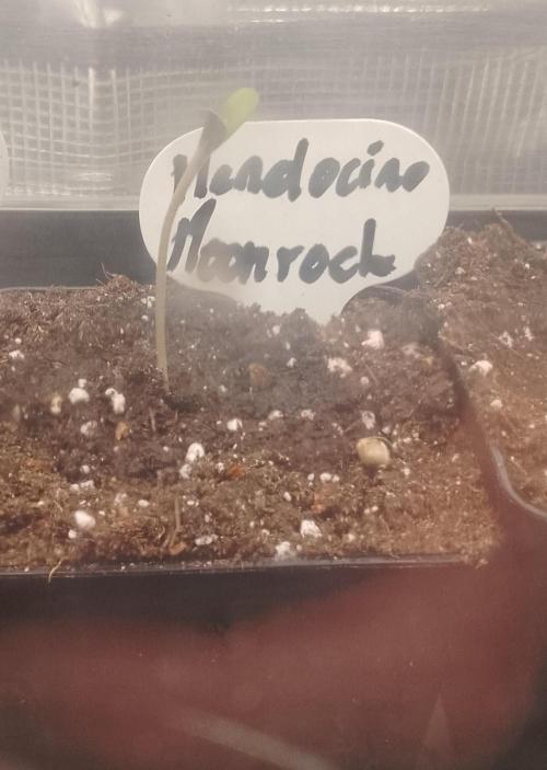 Mendocino moonrock bluedog Genetics. Week 1