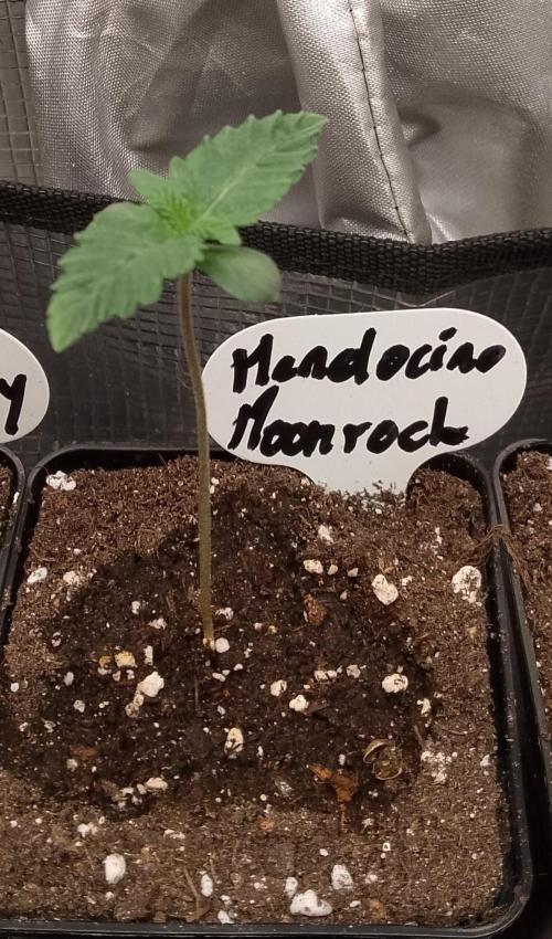 Mendocino moonrock bluedog Genetics. Week 1
