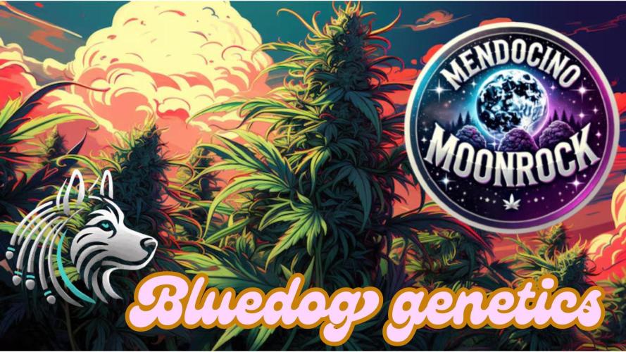Mendocino moonrock bluedog Genetics. Week 1