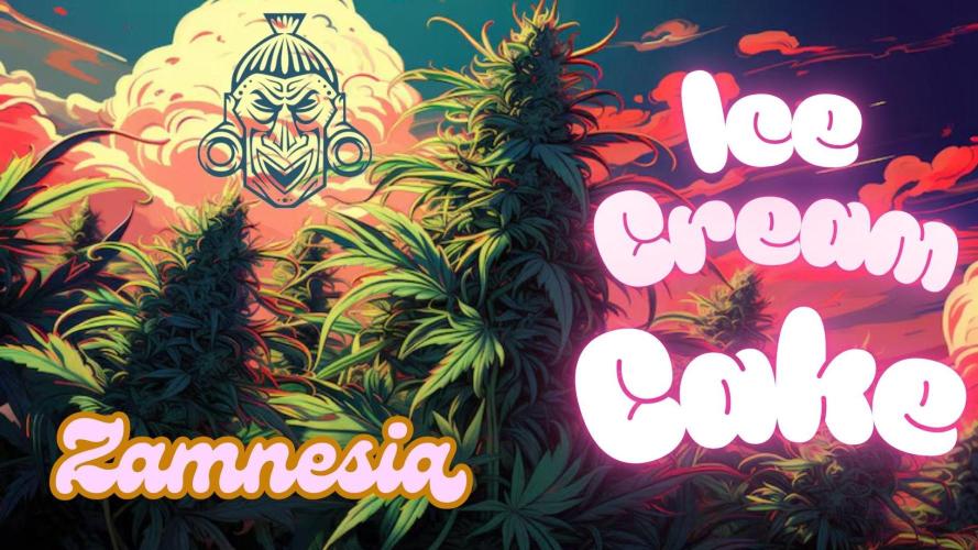 Ice Cream Cake Zamnesia. Week 1