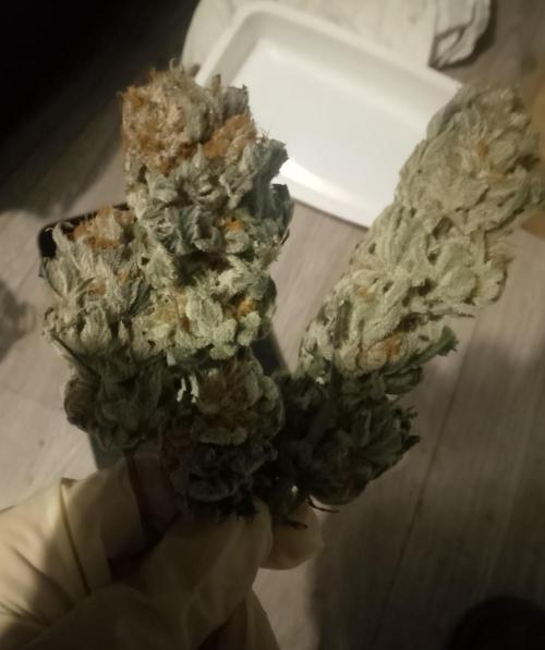 Skunk et Super Skunk Sensi Seeds. Week 13