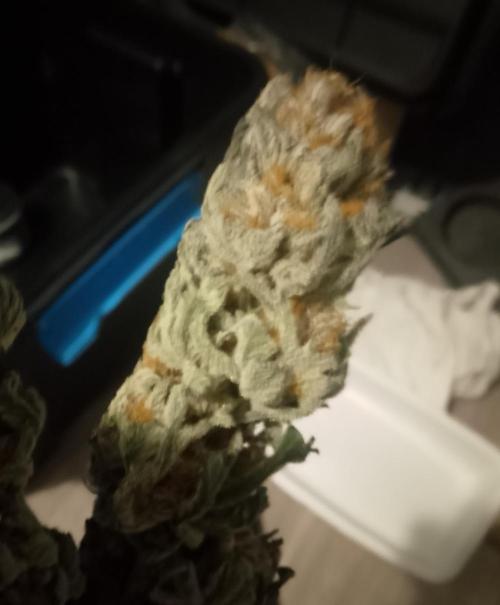 Skunk et Super Skunk Sensi Seeds. Week 13