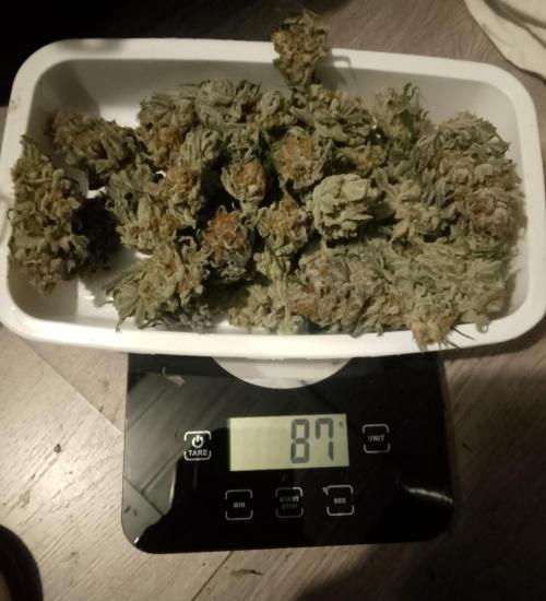 Skunk et Super Skunk Sensi Seeds. Week 13