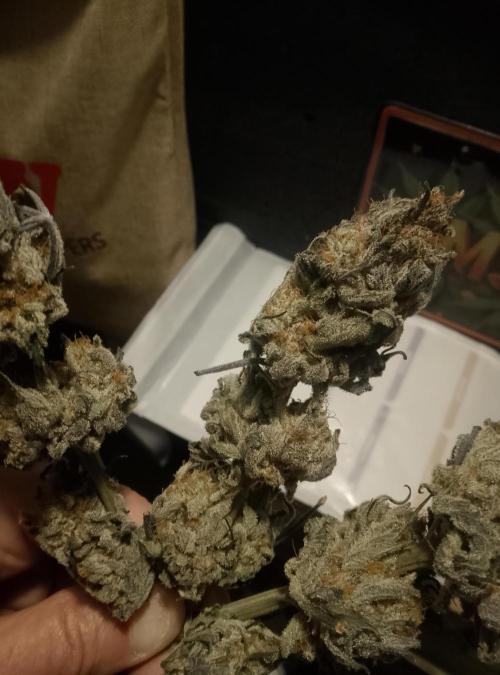 Skunk et Super Skunk Sensi Seeds. Week 13