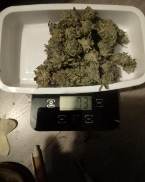 Skunk et Super Skunk Sensi Seeds. Week 13