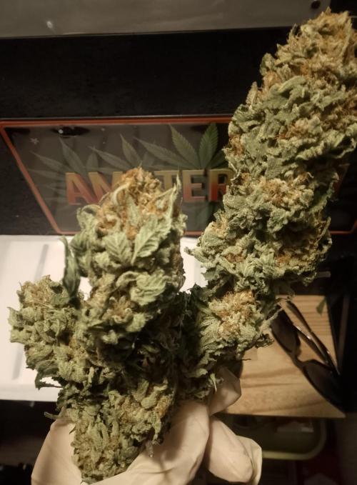Skunk et Super Skunk Sensi Seeds. Week 13