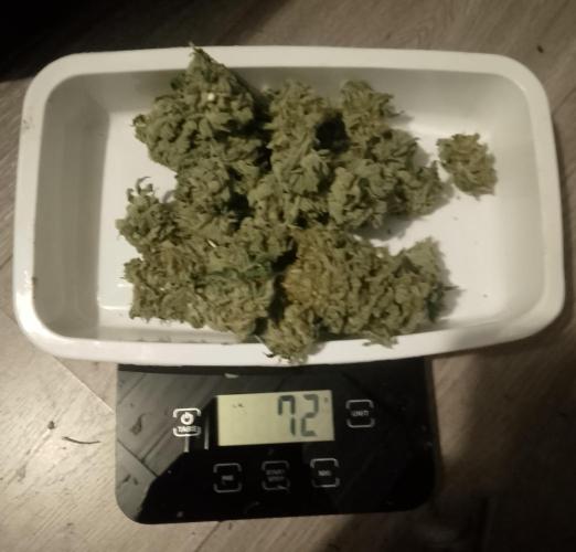 Skunk et Super Skunk Sensi Seeds. Week 13