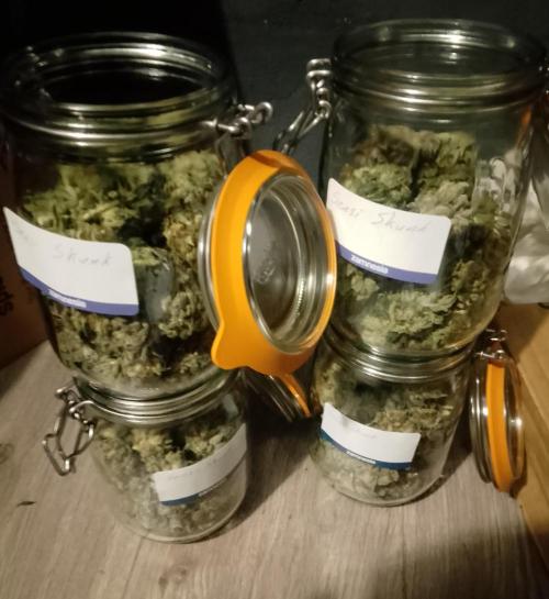 Skunk et Super Skunk Sensi Seeds. Week 13