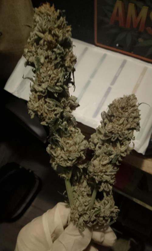Skunk et Super Skunk Sensi Seeds. Week 13