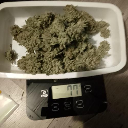 Skunk et Super Skunk Sensi Seeds. Week 13