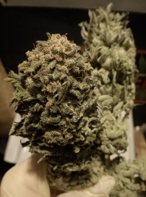 Skunk et Super Skunk Sensi Seeds. Week 13