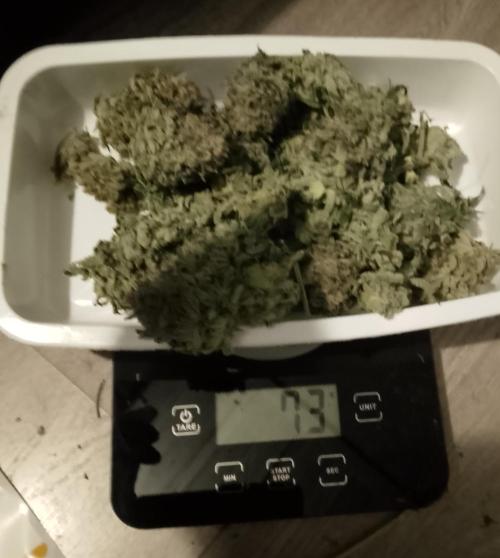 Skunk et Super Skunk Sensi Seeds. Week 13