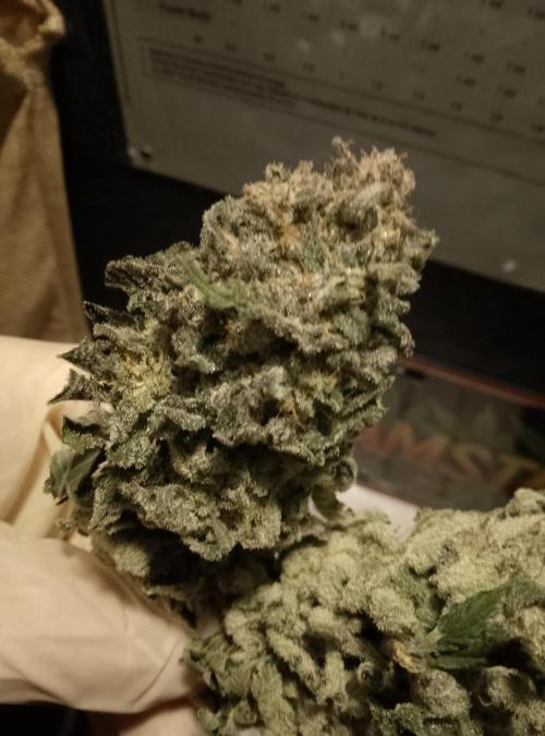Skunk et Super Skunk Sensi Seeds. Week 13
