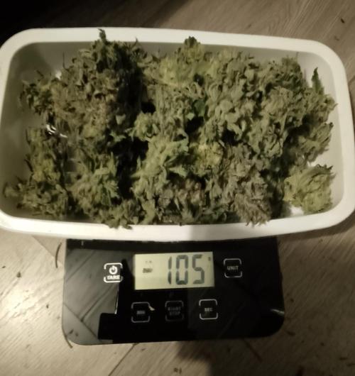 Skunk et Super Skunk Sensi Seeds. Week 13