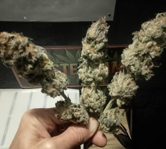 Skunk et Super Skunk Sensi Seeds. Week 14