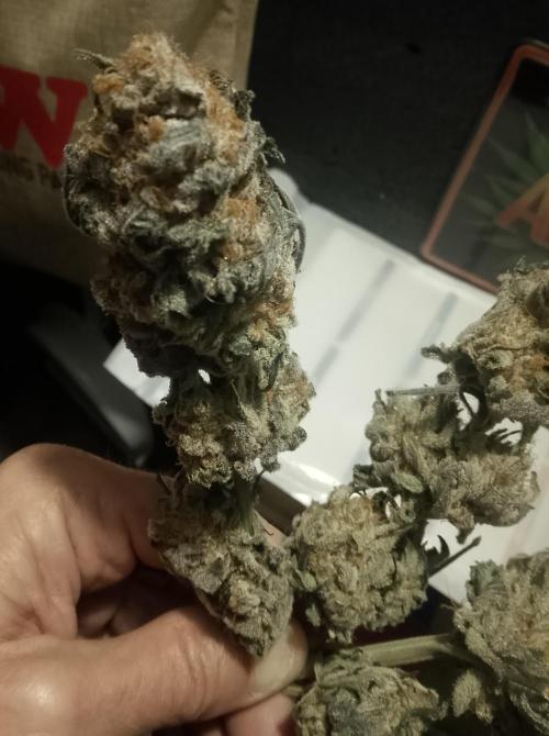 Skunk et Super Skunk Sensi Seeds. Week 14