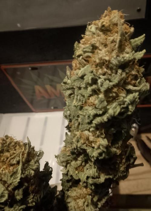 Skunk et Super Skunk Sensi Seeds. Week 14