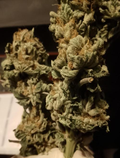 Skunk et Super Skunk Sensi Seeds. Week 14