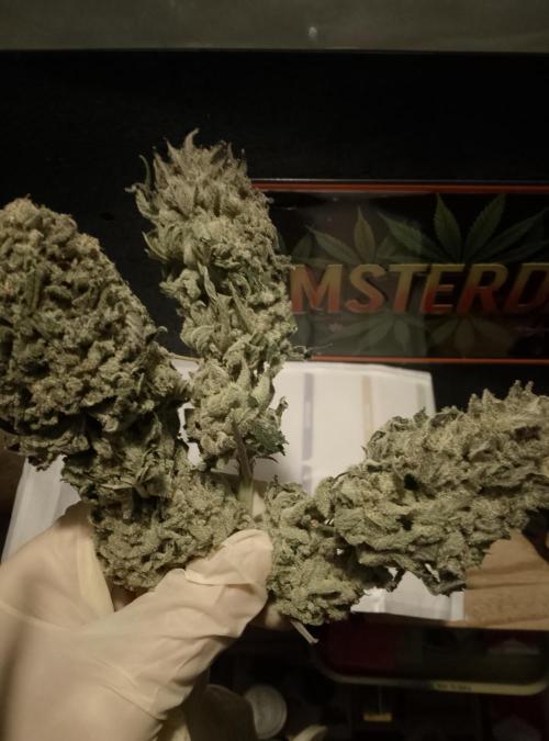 Skunk et Super Skunk Sensi Seeds. Week 14