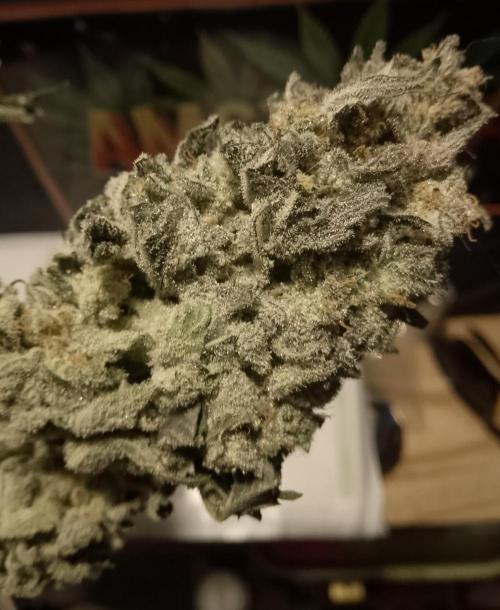 Skunk et Super Skunk Sensi Seeds. Week 14