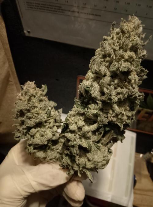 Skunk et Super Skunk Sensi Seeds. Week 14