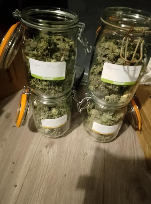 Skunk et Super Skunk Sensi Seeds. Week 14