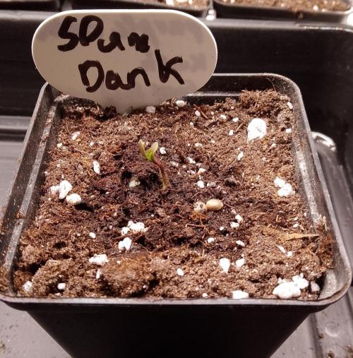 Slam Dank Sensi Seeds. Week 1