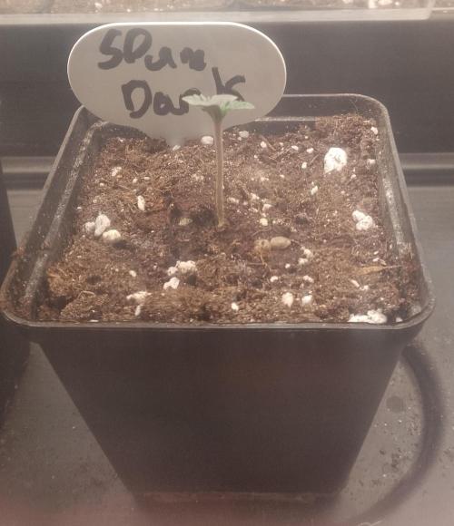 Slam Dank Sensi Seeds. Week 1