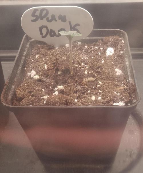 Slam Dank Sensi Seeds. Week 1
