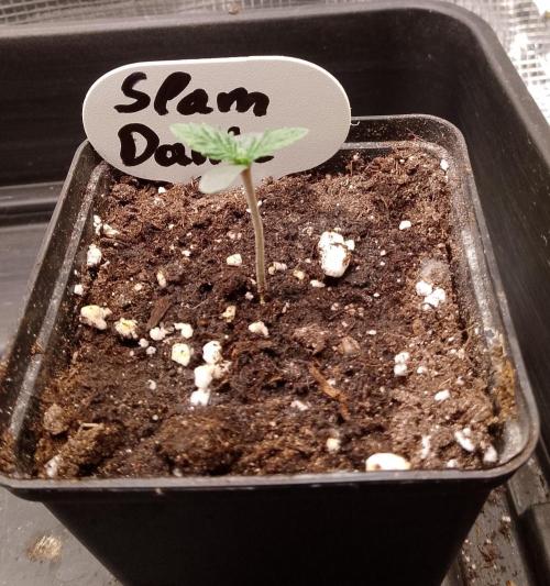 Slam Dank Sensi Seeds. Week 1