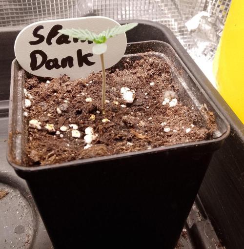 Slam Dank Sensi Seeds. Week 1