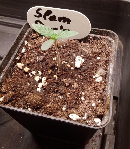 Slam Dank Sensi Seeds. Week 1