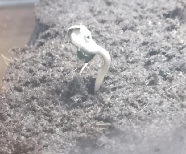 Blue Monkey Exotic seed. Week 1