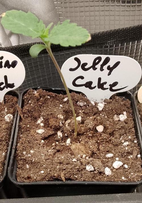 Jelly Cake Barney's Farm. Week 2