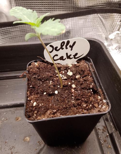 Jelly Cake Barney's Farm. Week 2