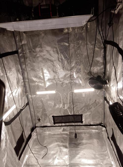 Blue Monkey Exotic seed. Week 2