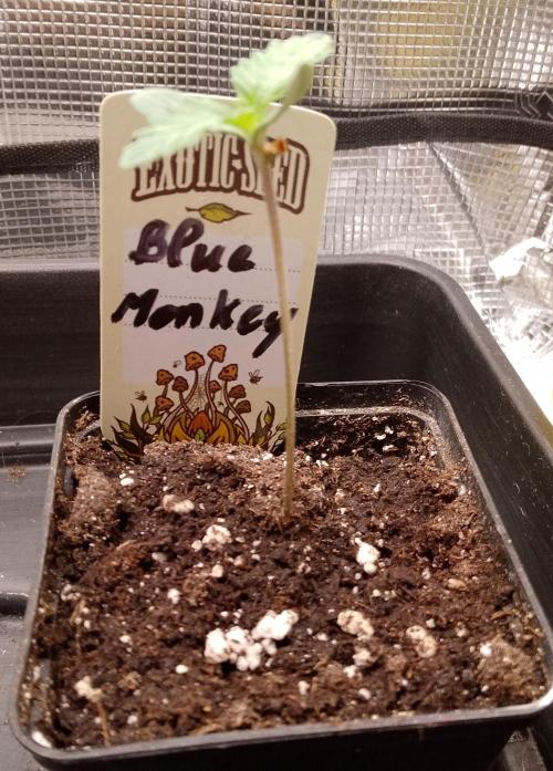 Blue Monkey Exotic seed. Week 2