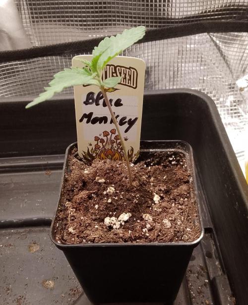 Blue Monkey Exotic seed. Week 2