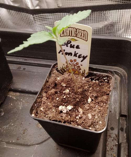Blue Monkey Exotic seed. Week 2