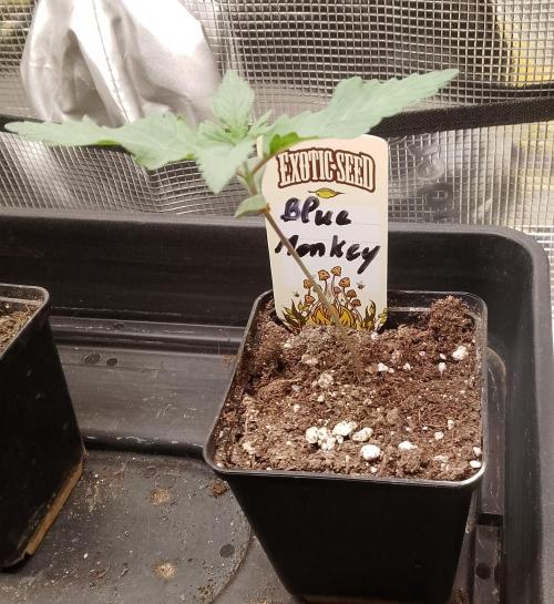 Blue Monkey Exotic seed. Week 2