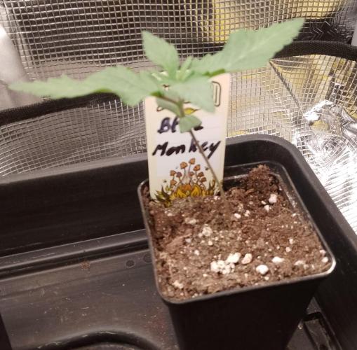 Blue Monkey Exotic seed. Week 2