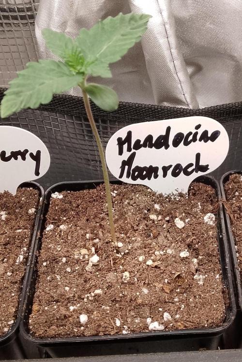 Mendocino moonrock bluedog Genetics. Week 2