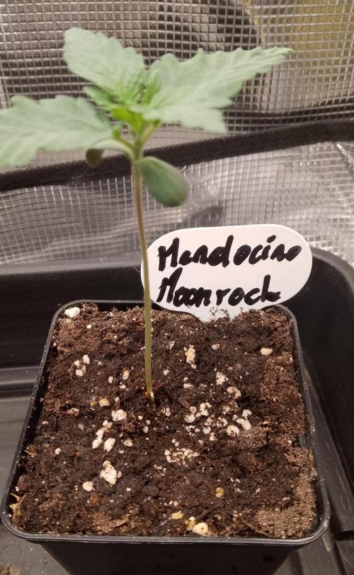 Mendocino moonrock bluedog Genetics. Week 2