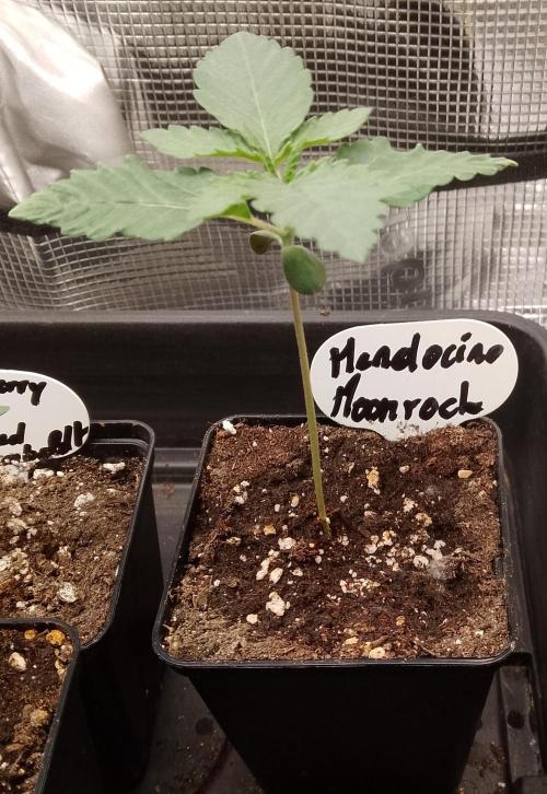 Mendocino moonrock bluedog Genetics. Week 2